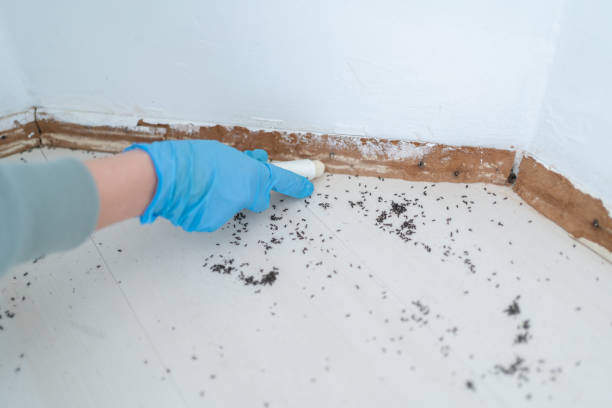 Professional Pest Control in Perryman, MD
